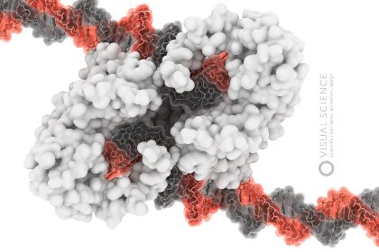 Транспозаза (Tn5) — фермент, который обеспечивает вырезание и встраивание мобильных элементов в геноме