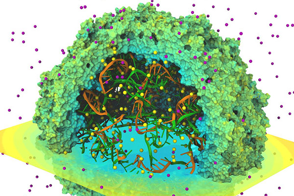 Вирусная частица с нуклеиновой кислотой, белковой оболочкой и окружающими ионами в растворе