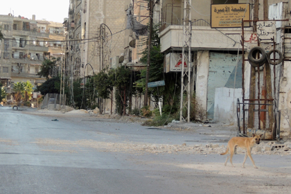 Бездомная собака на одной из улиц Дамаска