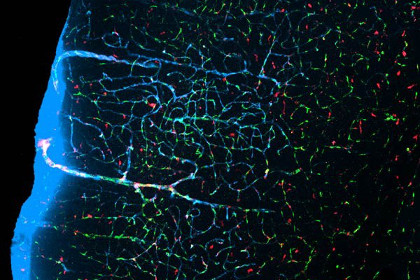 Межклеточные каналы внутри мозга