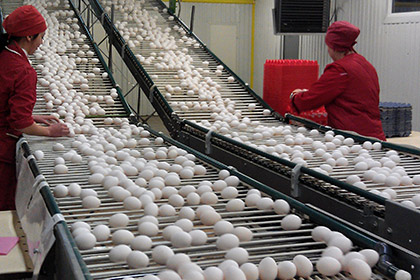 Резкий рост цен на яйца в России заинтересовал антимонопольщиков