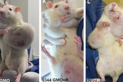 Фото опухолей у крыс в опыте Сералини. Такие опухоли возникают примерно у половины старых крыс этой линии.