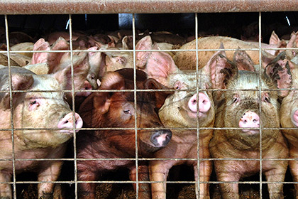 ЕС подал на Россию в суд ВТО из-за запрета на свинину