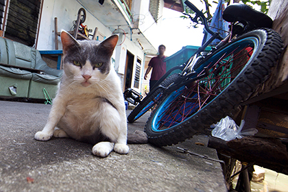 Житель Чувашии зарезал отчима по приказу кошки