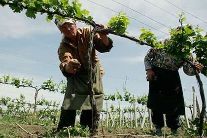 Сбор урожая в Молдавии