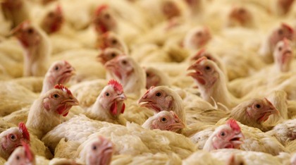 На курской птицефабрике сгорело полмиллиона цыплят