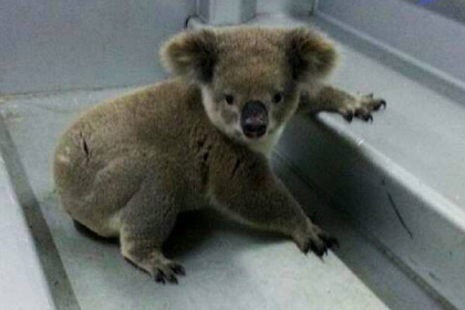 Задержанная коала