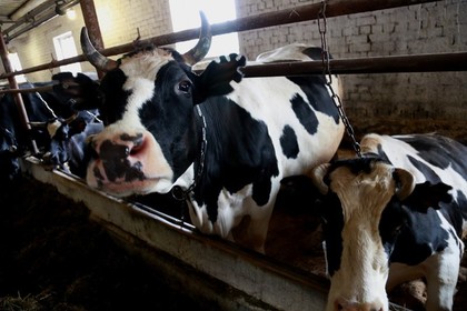 В Волгоградской области похитили 350 коров