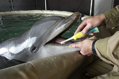 Боевой дельфин, архивное фото