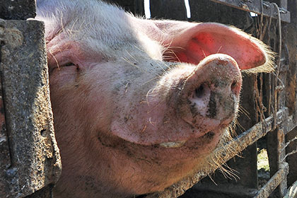 Число свиней в России приблизилось к 20 миллионам