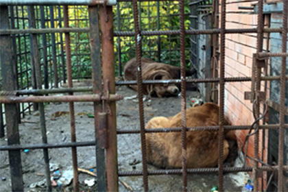 Медведи-алкоголики из Сочи отправятся на реабилитацию в Румынию