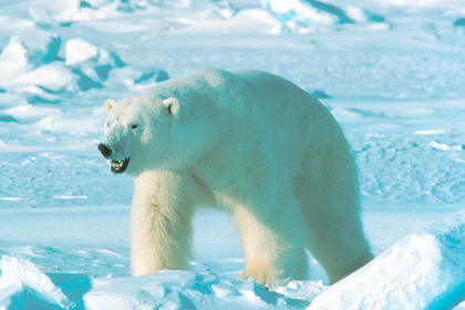 В Арктике раскрыли убийство белого медведя