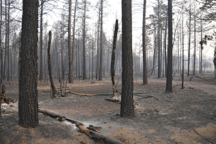 Последствия пожара в окрестностях села Смоленка Забайкальского края