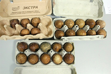 В Домодедово задержали контрабандиста с яйцами сапсана