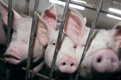 Россельхознадзор подумает о запрете ввоза украинской свинины