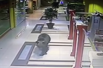 В хабаровском детсаде застрелили устроившего погром в торговом центре медведя