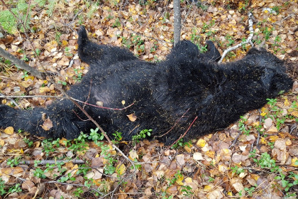 Под Комсомольском охотник и медведь убили друг друга