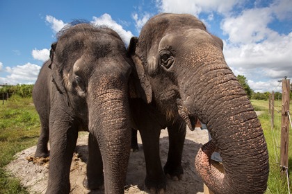 Зоозащитники обвинили Oscar de la Renta в использовании кожи слонов