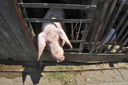 Россельхознадзор ограничит ввоз украинской свинины