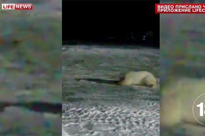 СМИ узнали о возбуждении дела по факту издевательств над медведем на Чукотке