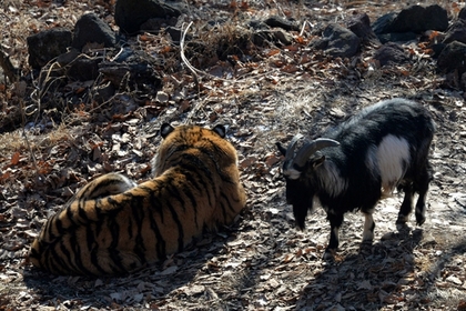 Тигр Амур и козел Тимур