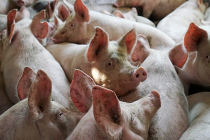 Россия перестала быть крупнейшим импортером свинины