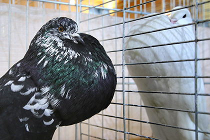 Из Новосибирска в Таджикистан депортировали пару голубей