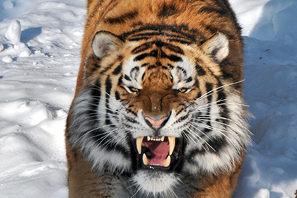 В барнаульском зоопарке заступились за покусавшего школьницу тигра Лотоса