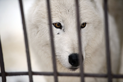 Житель Ингушетии голыми руками одолел напавшего на него белого волка