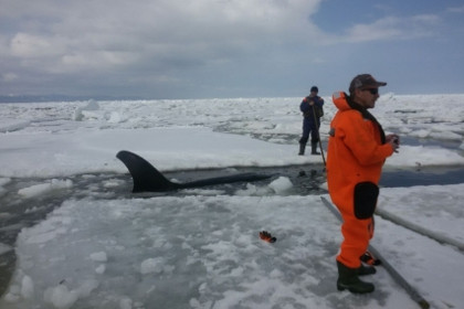 Сахалинские спасатели попытаются освободить зажатых льдом косаток