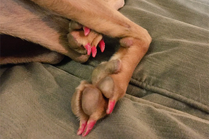 Английской собаке накрасили когти лаком для ногтей