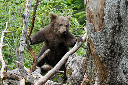 Задравшего геолога медведя застрелили в Якутии