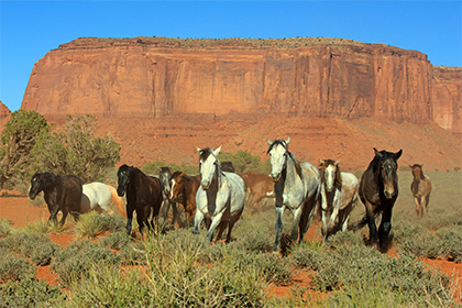 В США убьют 45 тысяч диких лошадей для расширения пастбищ