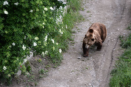 Медведь напал на туристку в окрестностях Сочи
