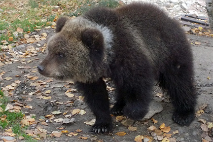 Красноярскую медведицу Машу выставили на интернет-аукцион за один рубль