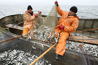 Российские компании начнут поставки рыбы в Бразилию