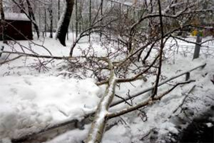 В Москве девушку убило упавшим деревом