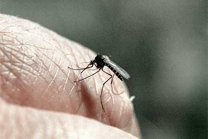 Роспотребнадзор объявил войну комарам на Черноморском побережье