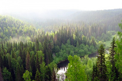 WWF назвал пять рискующих исчезнуть древнейших лесов России
