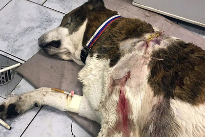 Мужчина обстрелял двух собак и ударил хозяйку одной из них в столичном Бирюлево