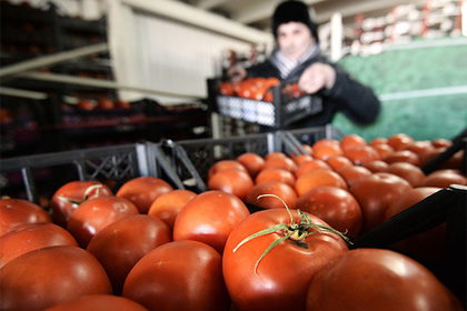 Минсельхоз рассчитал допустимую дозу турецких помидоров для россиян