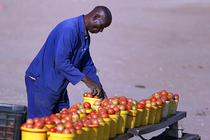 Африканские помидоры из Белоруссии оказались под запретом