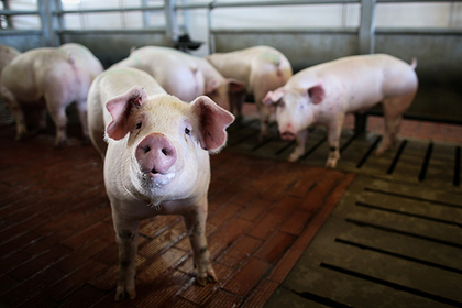 Москва объяснила санкции против живых свиней