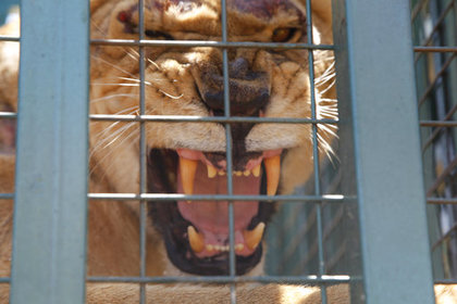 Датские зоопарки попросили приносить домашних животных на корм львам