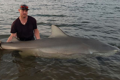 Рыбак выловил огромную тупорылую беременную акулу