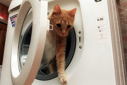Убившему кота в стиральной машине россиянину усложнили жизнь