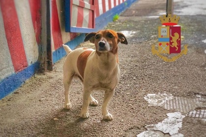 Итальянская мафия объявила награду за голову полицейской собаки
