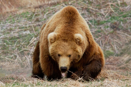 Российский подросток ценой жизни спас младшего брата от медведя