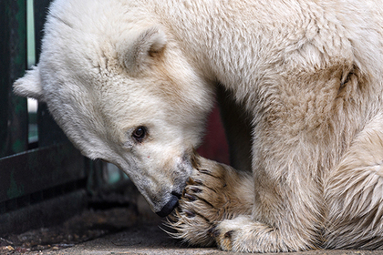 Зоозащитники предупредили об ухудшении ситуации с нашествием белых медведей