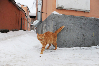 Россиянин повесил кота на балконе и получил срок